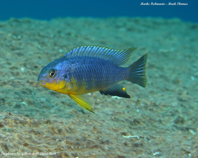 Tropheops sp. 'yellow chin' Chiwi Rocks